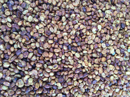 Dry coffee beans , coffee processの素材