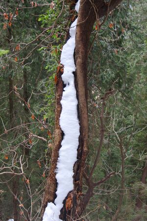 snow in the trunkの写真素材