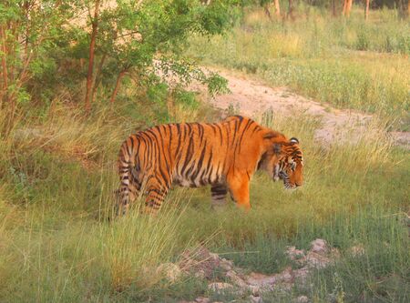 walking tigerの写真素材