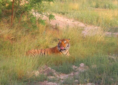 tiger in sunの写真素材