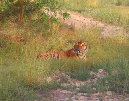 tiger  in wildの写真素材