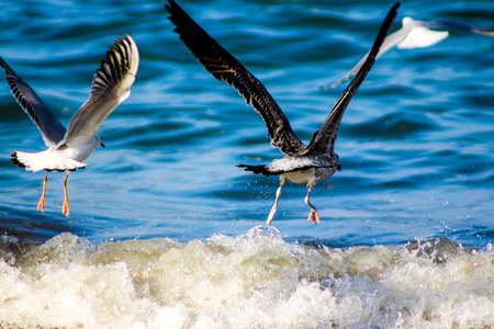 Seagull eating fishes Using different backgrounds the bird becomes more interesting and blends with the colors These birds are native to Asiaの写真素材