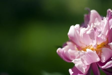 Pink flowerの写真素材