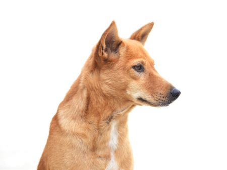 brown dog head on white backgroundの写真素材