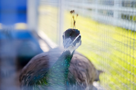 close up of beautiful peacock in cageの写真素材