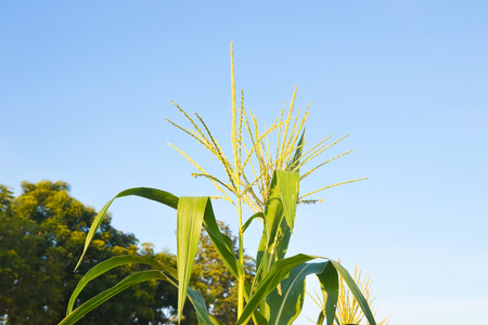 green corn field growing upの写真素材