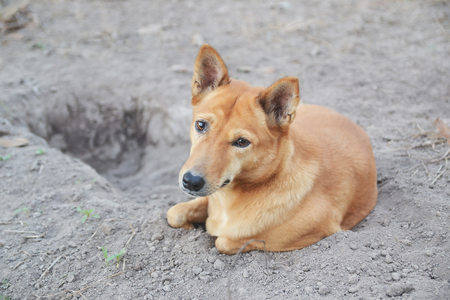 brown dog dig a hole outdoorsの写真素材