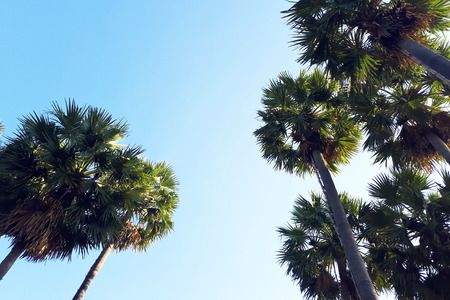 sugar palm with blue sky backgroundの写真素材