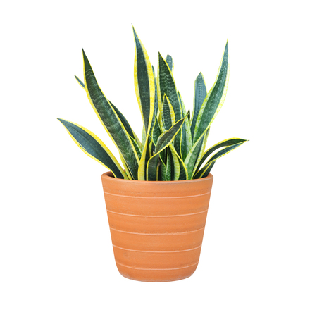 sansevieria or snake plant in a pot isolated on white backgroundの写真素材