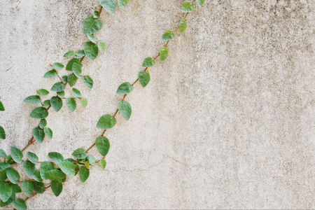 old cement concrete crack wall texture with green leaf Ivyの写真素材