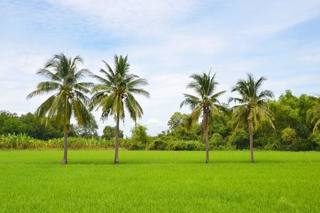 coconut palm tree in rice fields with blue sky backgroundの写真素材
