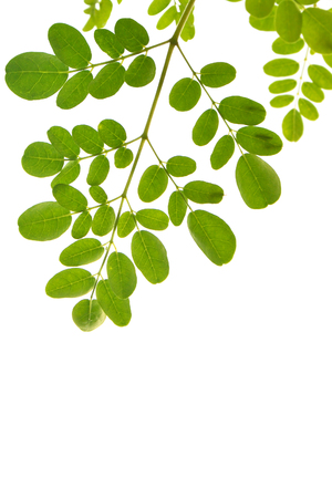 Green leaves on white backgroundの写真素材