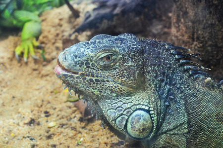 closeup of a green iguana