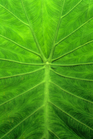 leaf of a plant close upの写真素材