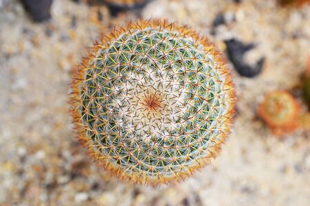 close up of cactus in sand and stone, mammillariaの写真素材