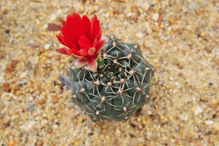 close up of cactus in sand and stone, gymnocalycium baldianumの写真素材