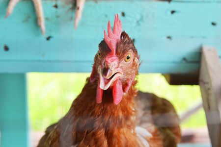 brown egg chickens or hen in poultry or livestock farming house