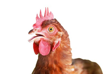 egg chickens or hen isolated on white backgroundの写真素材