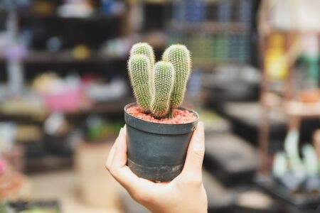close up of hand holding cactus potの写真素材