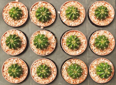 close up of cactus in pot, grusonii setispinusの写真素材