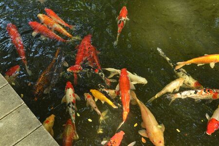 beautiful carp fish or koi fish swimming in the pond, cyprinus carpio haematopterus