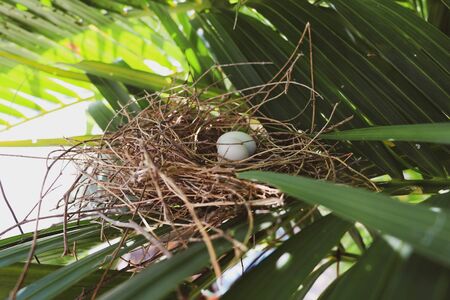 close up of bird's nest on treeの写真素材