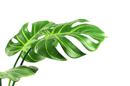 Artificial monstera leaves isolated on a white backgroundの写真素材