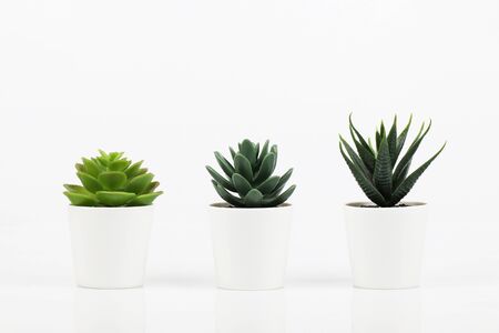 artificial haworthia limifolia and succulent plant in pot on white backgroundの写真素材