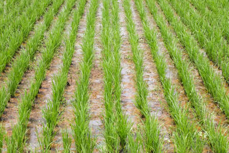 rice seedlings in green rice fieldの写真素材