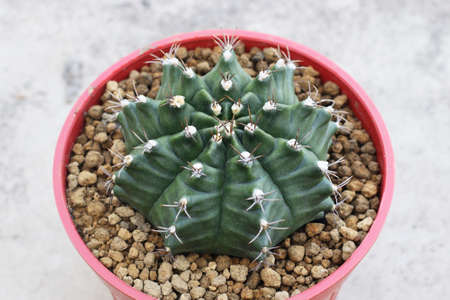 close up of cactus, Gymnocalycium Mihanovichii or green gymnocalycium