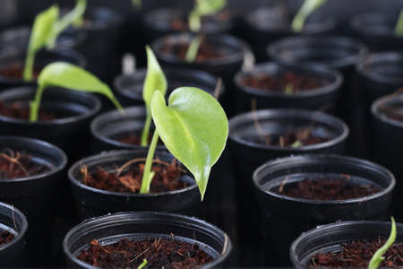 closeup of monstera plant seedling in potの写真素材