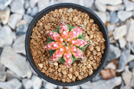 top view of colorful gymnocalycium mihanovichii variegata cactus in black pot with akadama soilの写真素材