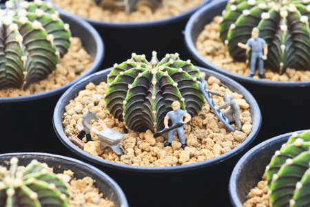 Gymnocalycium mihanovichii LB2178 'Agua Dulce' Cactus or G. friedrichii LB2178 'Agua Dulce' Cactus planting in flowerpotの写真素材