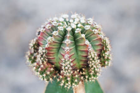 colorful gymnocalycium mihanovichii variegata cactus grafted on hylocereus undatusの写真素材