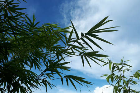 bamboo leaves with blue sky backgroundの写真素材