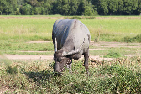 buffalo eating grass on the fieldの写真素材