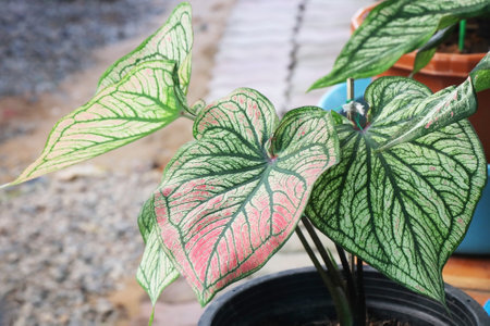Caladium bicolor leaf or Queen of the Leafy Plantsの写真素材