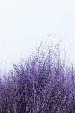 Dry common sida tree purple dye with white cement wall background, Cuba jute or Paddy's lucerneの写真素材