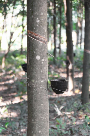 tapping rubber,  latex extracted from rubber tree.の写真素材