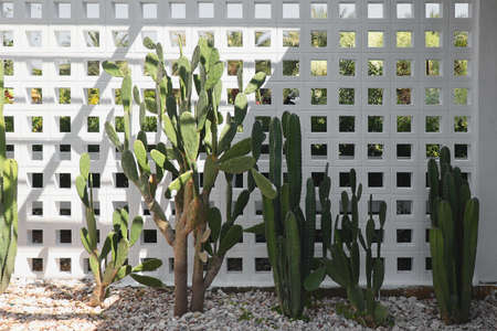 cereus peruvianus or fairytale castle and opuntia cochenillifera cactus used to decorate a small garden beside the white wallの写真素材