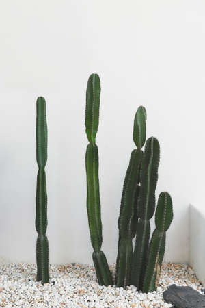 cereus peruvianus or fairytale castle cactus used to decorate a small garden beside the white wall, Acanthocereus tetragonus.の写真素材