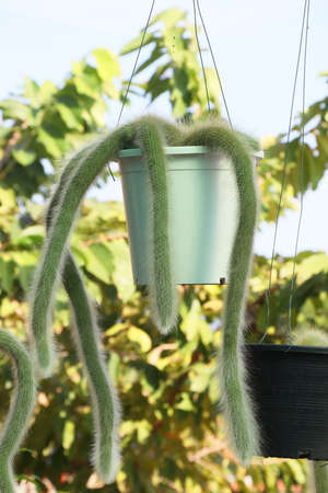Hildewintera colademononis in the potの写真素材