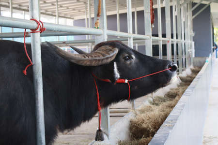 close up of buffalo in the stableの写真素材