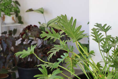 Philodendron Xanadu leaf in house, The indoor air purifier treeの写真素材