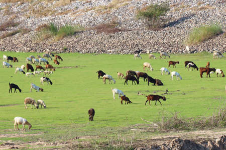 A herd of goats graze in the meadowの写真素材