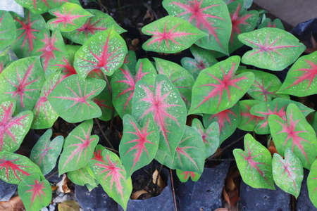 Caladium bicolor leaf or Queen of the Leafy Plantsの写真素材