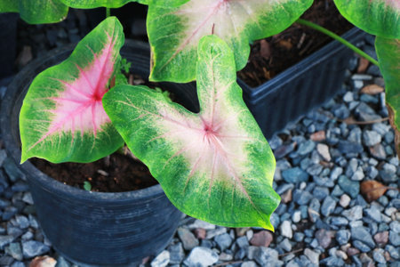 Caladium bicolor leaf or Queen of the Leafy Plantsの写真素材