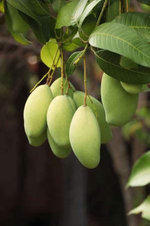 closeup mango on the tree in gardenの写真素材