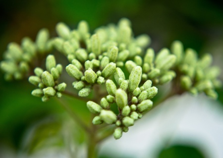 The buds of curry tree are small and pale white in color.の写真素材