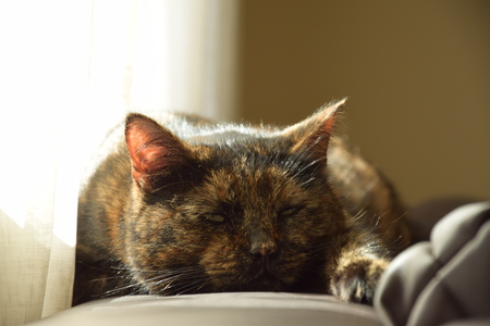 Lazy cat sleeping.の写真素材